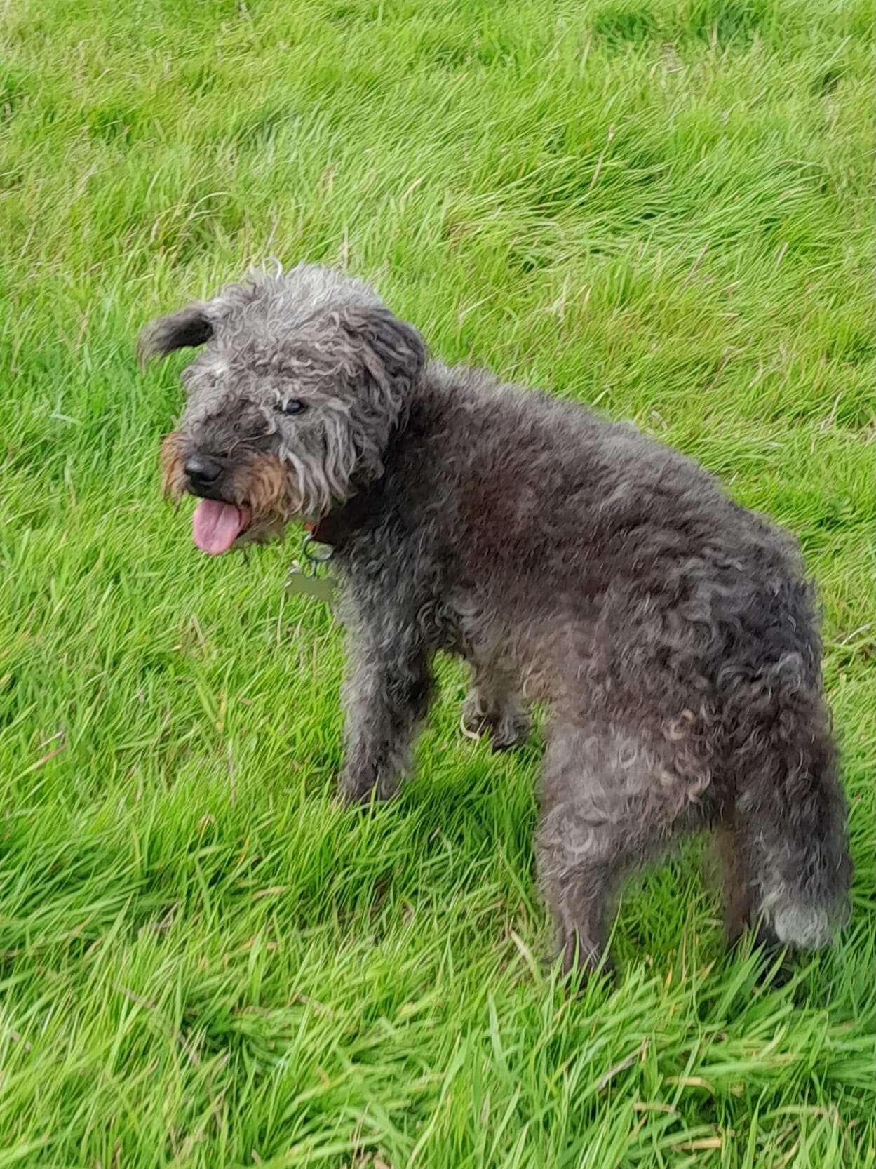 Contact for dog services Congleton