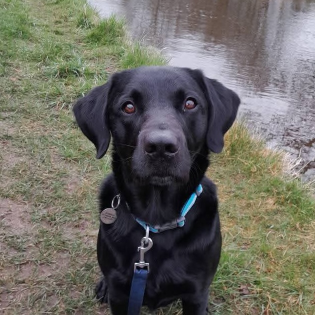 Book dog sitting Congleton