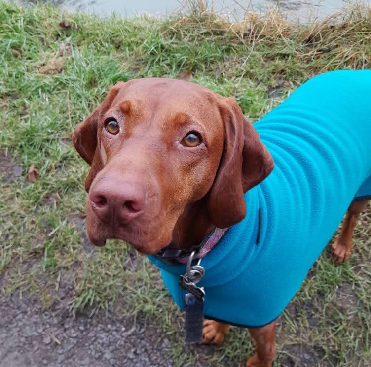 Dog sitting Prices Congleton