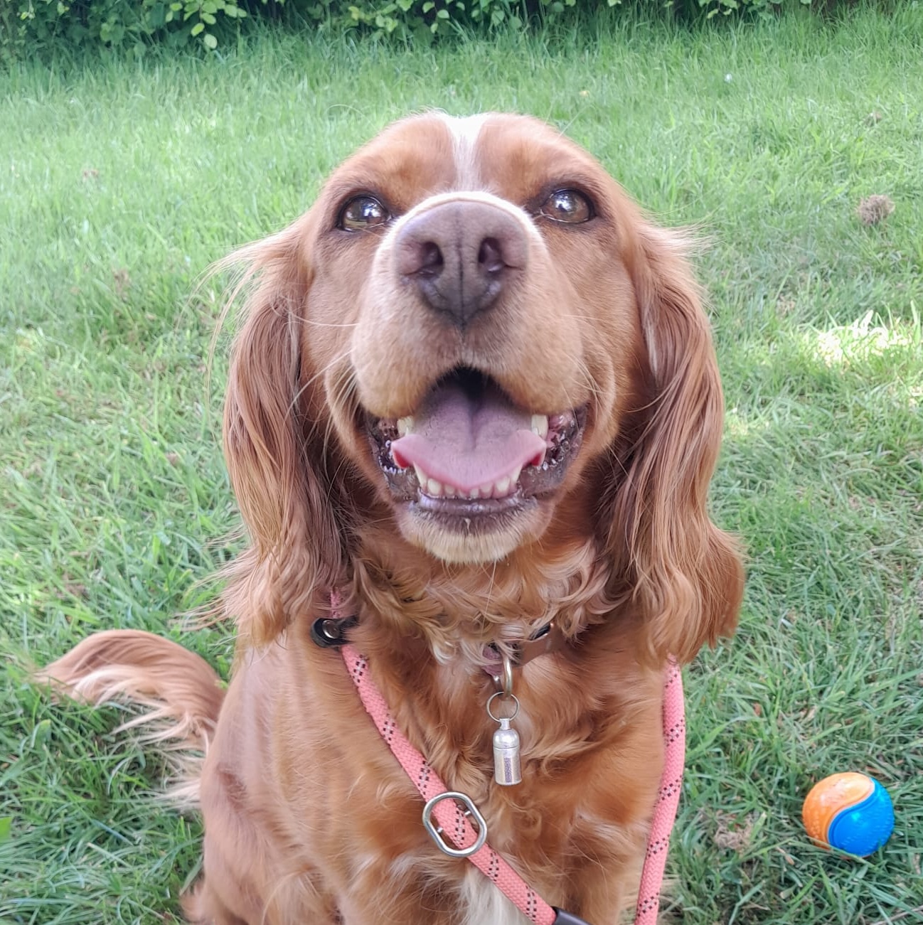 Dog sitting Prices Congleton